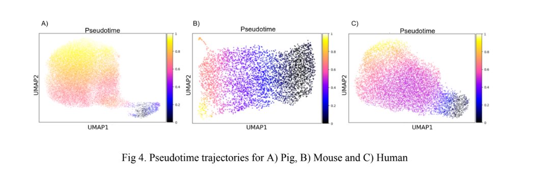 Pseudotime trajectories for Pig, Mouse, and Human